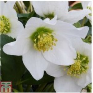 Helleborus niger Winter Flowering Perennial - Hardy Potted Plant | Wowcher