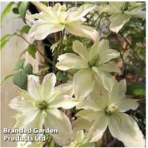 Clematis montana 'Champagne Truffle' Flowering Perennial - 1 or 3 Plants | Wowcher