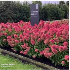 Hydrangea Living Strawberry Blossom - Hardy Perennial Flowering Shrub | Wowcher