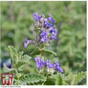 Nepeta 'Six Hills Giant' Catmint - Hardy Flowering Perennial Plant | Wowcher