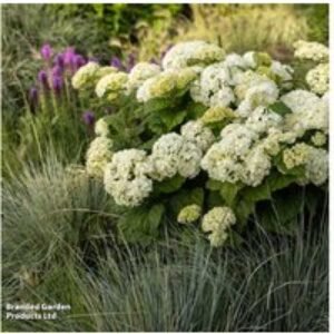 Hydrangea arborescens 'FlowerWOW' Hardy Flowering Shrub - 1 or 2 Plants | Wowcher