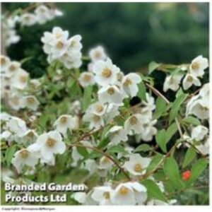 Philadelphus 'Fragrant Falls' Flowering Shrub - Hardy & Fragrant | Wowcher