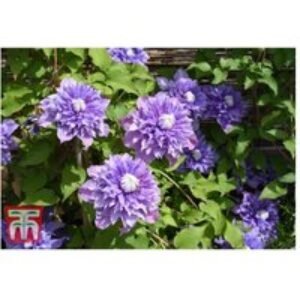 Clematis 'Multi Blue' Flowering Climbing Plant - Double Blooms