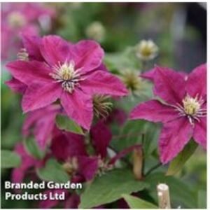 Clematis 'Niobe' Flowering Perennial - 1