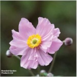 Anemone Queen Charlotte Hardy Flowering Perennial - 90cm Pink Blooms | Wowcher