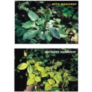 Maxicrop Original Seaweed Extract - Plant Growth Booster