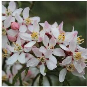 Choisya ternata 'Apple Blossom' - Evergreen Flowering Shrub for Gardens | Wowcher