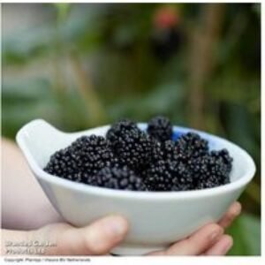 Mulberry 'Charlotte Russe' Mojo Berry Compact Fruit Tree - RHS Winner | Wowcher