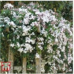 Jasminum Officinale Flowering Climbing Shrub - Fragrant Potted Plant | Wowcher