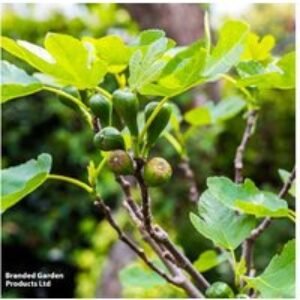 Fig Tree 'Brown Turkey' - Hardy Outdoor Fruit Plant
