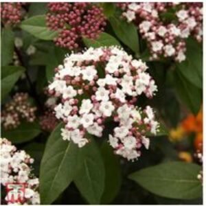 Viburnum tinus 'Spirit' Evergreen Flowering Shrub - 2m Tall | Wowcher