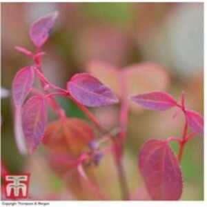 Fragrant Katsura Tree (Cercidiphyllum japonicum) - 3.6L Pot