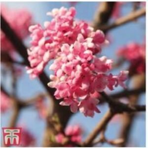 Viburnum x bodnantense 'Dawn' Flowering Shrub - Winter Fragrant Pink Blooms | Wowcher