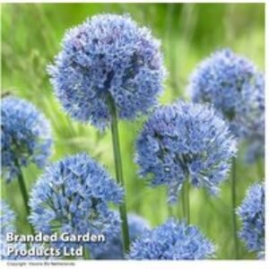 Mixed Allium Flowering Bulbs - Perennial Pollinator Favourites (105 or 210 Pack) | Wowcher