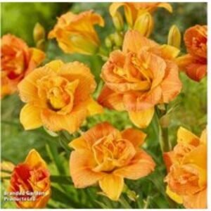 Hemerocallis Double Orange Zephyr - Dwarf Perennial with Vibrant Double Blooms | Wowcher