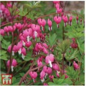 Dicentra spectabilis Perennial - Pink or White Flowering Plant | Wowcher