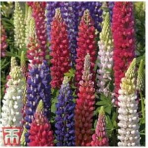 Lupin 'Street Party' Perennial Collection - Blue & White Flowering Plants | Wowcher