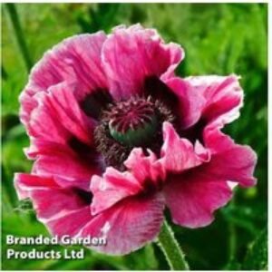 Oriental Poppy 'Manhattan' Flowering Perennial - 2 or 4 Plants | Wowcher