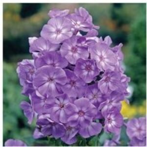 Scented Phlox paniculata 'Laura' - Hardy Perennial
