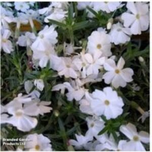 Scented Phlox White Admiral - Hardy Perennial Flowering Plant
