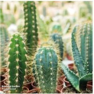 Mixed Mini Cactus Plants - Drought Tolerant