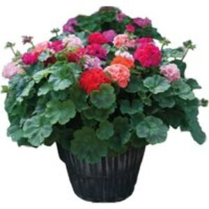Geranium 'Jackpot Mixed' F1 Hybrid - Colourful