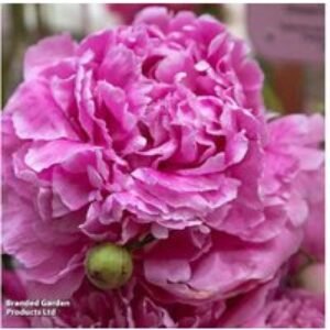 Peony 'Alexander Fleming' Perennial - Fragrant Double-Flowering Plant (1 or 3 Pack) | Wowcher