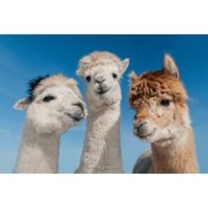 60-Min Alpaca Walking Experience with Farm Animals Encounter - Opal Alpacas | Wowcher