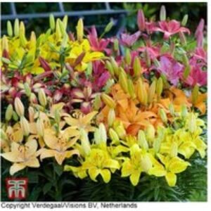 Asiatic Lily Bulbs Mix - Perennial Flowering