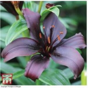 Lily 'Black Jewel' Bulbs - Rare Flowering Perennial for Borders & Pots | Wowcher