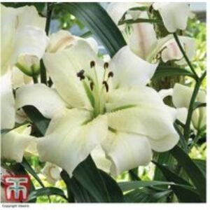 Lily 'Pretty Woman' Perennial Bulbs - Fragrant White Blooms
