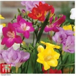 Mixed Freesia Bulbs - Vibrant Flowering Perennial for Gardens & Pots (50