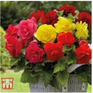 Double Flowered Mixed Begonia Tubers - Summer-Flowering Bedding Plant | Wowcher