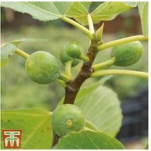 Hardy Green Fig Tree - Fruit-Bearing Patio or Garden Plant | Wowcher