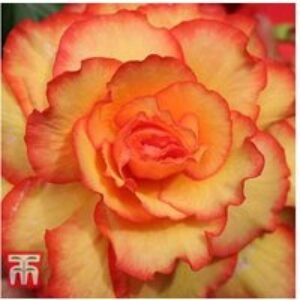 Begonia Cascading Fireball - Flowering Patio & Basket Plant