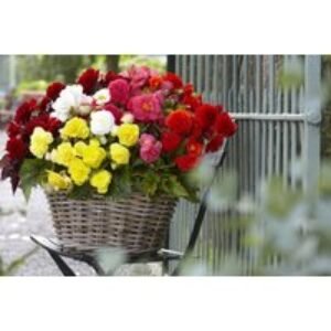 Begonia Nonstop Mixed - Flowering Tuberous Bedding Plant (10 Tubers) | Wowcher