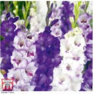 Gladiolus 'Midnight Mix' Flowering Bulbs - Summer Perennial
