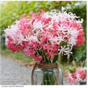 Nerine 'Mixed Bouquet' Flowering Bulbs - Perennial Autumn Blooms | Wowcher
