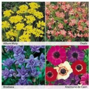 Mixed Flowering Summer Bulbs - Up to 200 Vibrant Perennial Bulbs | Wowcher