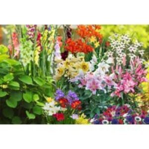 Summer Flowering Mixed Bulb Collection - 100 or 200 Vibrant Blooms | Wowcher