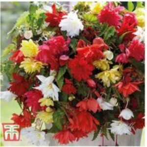 Begonia Pendula Flowering Bulbs - Lush Trailing Blooms