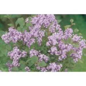 Fragrant Flowering Lilac Standard Tree - Mauve-Pink Blooms