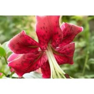 Giant Tree Lily Bulbs - Towering Flowering Perennial