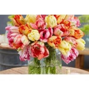 Parrot Tulip Bulbs - Mixed Colours