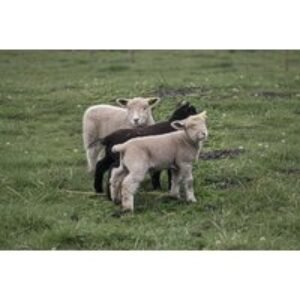 Lambing Experience Session for Two at Ivy Cottage Farm | Wowcher