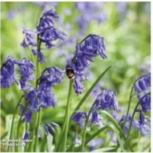 English Bluebell Bulbs - Native Perennial