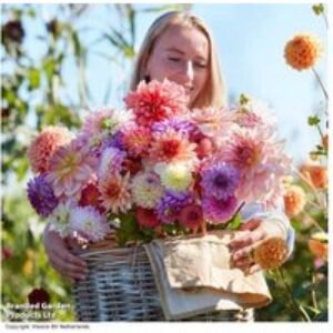 Dahlia 'Kaleidoscope Mix' Flowering Perennial - 18 Tuber Collection | Wowcher