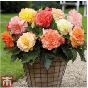 Mixed Begonia Tubers - Vibrant Summer Flowering Bedding Plants | Wowcher