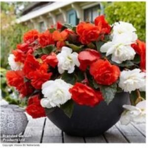 Begonia 'Cascade Odorosa' Flowering Bulbs - Fragrant