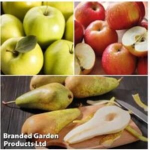 Orchard Apple & Pear Fruit Tree Collection - Compact Bare Root Trio | Wowcher